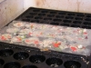 カラス焼きを焼く様子